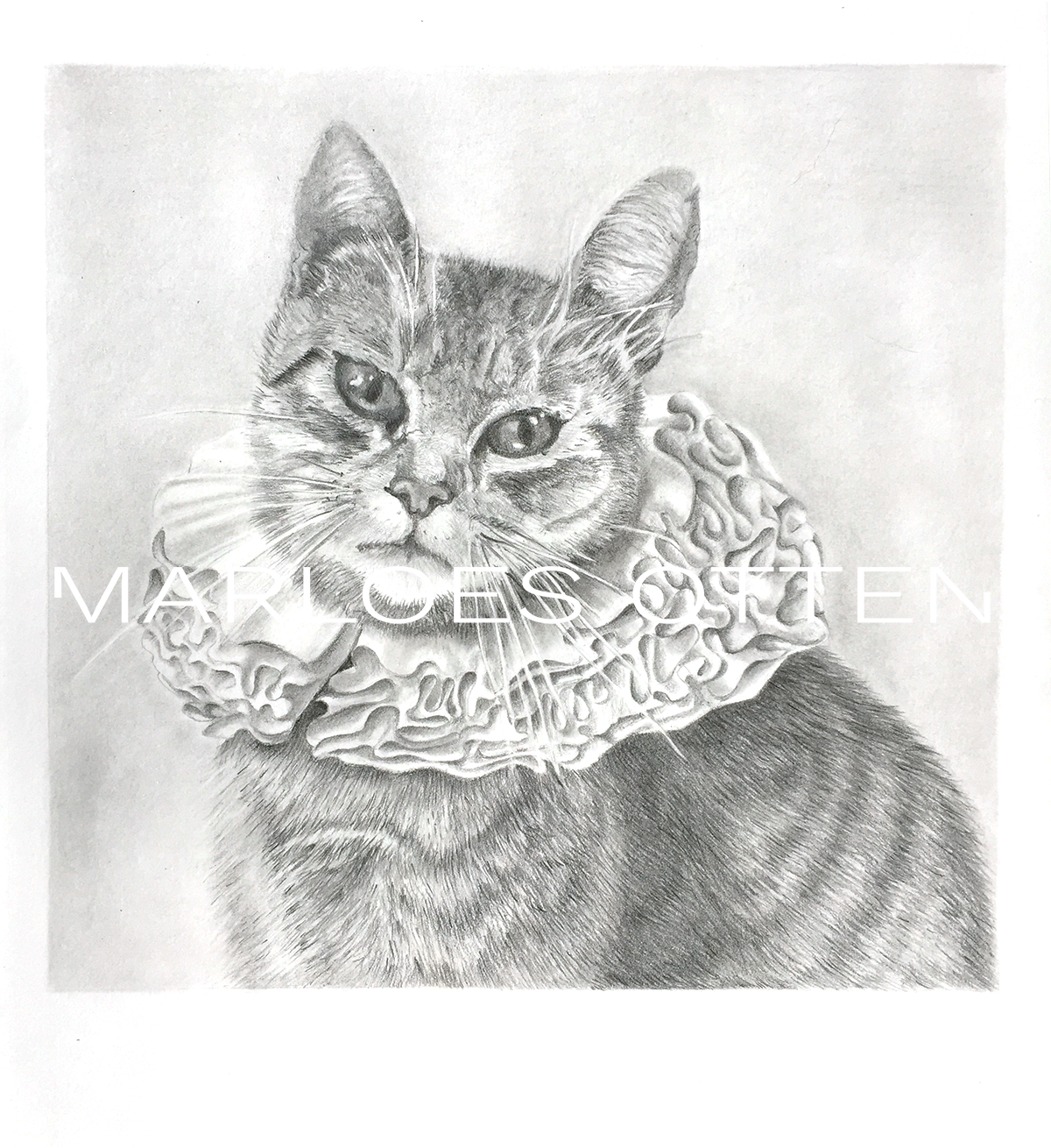 grijs zwarte tekening van gestreepte kat met kanten molensteenkraag uit de zeventiende eeuw